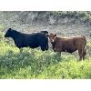 Image 7 : Valley View Ranch - 950# September Grass Steers - 60 Head (Strathmore, AB)