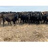 Image 2 : Daryk & Bonnie Simonson - 825# July Grass Steers - 160 Head (Dinsmore, SK)
