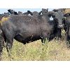 Image 9 : Daryk & Bonnie Simonson - 825# July Grass Steers - 160 Head (Dinsmore, SK)