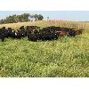 Image 4 : Daryk & Bonnie Simonson - 725# July Grass Heifers - 80 Head (Dinsmore, SK)
