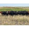 Image 5 : Daryk & Bonnie Simonson - 725# July Grass Heifers - 80 Head (Dinsmore, SK)
