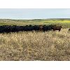 Image 6 : Daryk & Bonnie Simonson - 725# July Grass Heifers - 80 Head (Dinsmore, SK)
