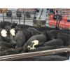 Image 3 : Turner Ranch Ltd. - 550# Steer Calves - 55 Head (Kamloops, BC)