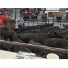 Image 4 : Turner Ranch Ltd. - 550# Steer Calves - 55 Head (Kamloops, BC)