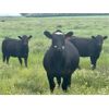 Image 10 : S-S Ranch - 900# October Grass Heifers - 65 Head (Strathmore, AB)