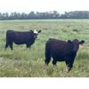 Image 5 : S-S Ranch - 900# October Grass Heifers - 65 Head (Strathmore, AB)