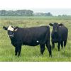 Image 7 : S-S Ranch - 900# October Grass Heifers - 65 Head (Strathmore, AB)