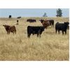 Image 3 : Kingsclere Ranch - 575# Steer Calves - 110 Head (Parsons, BC)