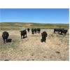 Image 2 : New Elm Farming Co. - 1050# August Grass Steers - 180 Head (Macgrath, AB)
