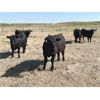 Image 3 : New Elm Farming Co. - 1050# August Grass Steers - 180 Head (Macgrath, AB)