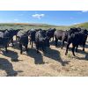 Image 4 : New Elm Farming Co. - 1050# August Grass Steers - 180 Head (Macgrath, AB)