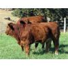 Image 2 : Barriere Area Ranches - 750# Steer Calves - 82 Head (Barriere, BC)