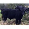 Image 3 : Barriere Area Ranches - 750# Steer Calves - 82 Head (Barriere, BC)