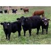 Image 4 : Barriere Area Ranches - 750# Steer Calves - 82 Head (Barriere, BC)