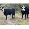 Image 5 : Barriere Area Ranches - 750# Steer Calves - 82 Head (Barriere, BC)