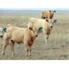 Image 2 : Carl Huvenaars - 580# Steer Calves - 70 Head (Hays, AB)