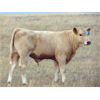 Image 6 : Carl Huvenaars - 580# Steer Calves - 70 Head (Hays, AB)