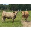 Image 3 : Andersen River Ranching - 1050# September Grass Steers - 114 Head (Drayton Valley, AB)