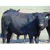 Image 10 : Ray Torkelson - 900# July Grass Steers - 140 Head (Millicent, AB)