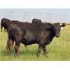 Image 3 : Ray Torkelson - 900# July Grass Steers - 140 Head (Millicent, AB)