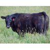 Image 5 : Ray Torkelson - 900# July Grass Steers - 140 Head (Millicent, AB)