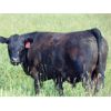 Image 7 : Ray Torkelson - 900# July Grass Steers - 140 Head (Millicent, AB)