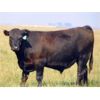 Image 9 : Ray Torkelson - 900# July Grass Steers - 140 Head (Millicent, AB)
