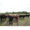 Image 3 : Tony Groenewoud - 975# September Grass Steers - 55 Head (Turtleford, SK)