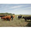 Image 5 : Tony Groenewoud - 975# September Grass Steers - 55 Head (Turtleford, SK)