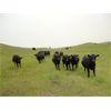 Image 4 : DJC Ranch - 1025# September Grass Steers - 180 Head (Rabbit Lake, SK)