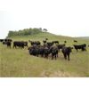 Image 6 : DJC Ranch - 1025# September Grass Steers - 180 Head (Rabbit Lake, SK)