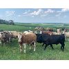 Image 2 : Skocdopole Ranches 94 Ltd. - 1025# July Grass Steers - 55 Head (Big Valley, AB)