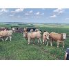 Image 3 : Skocdopole Ranches 94 Ltd. - 1025# July Grass Steers - 55 Head (Big Valley, AB)