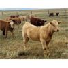 Image 2 : F Nester Ranching - 620# Heifer Calves - 70 Head (Picture Butte, AB)