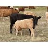 Image 4 : Patton Ranches Ltd. - 650# Steer Calves - 97 Head (Maycroft, AB)