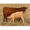 Image 6 : Patton Ranches Ltd. - 650# Steer Calves - 97 Head (Maycroft, AB)