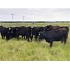 Image 3 : Weekes Ranching - 685# August Grass Heifers - 79 Head (Biggar, SK)