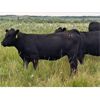 Image 4 : Weekes Ranching - 685# August Grass Heifers - 79 Head (Biggar, SK)