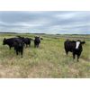 Image 2 : Bob McLeod - 1025# August Grass Heifers - 57 Head (Miniota, MB)