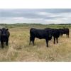 Image 3 : Bob McLeod - 1025# August Grass Heifers - 57 Head (Miniota, MB)