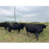Image 6 : Bob McLeod - 1025# August Grass Heifers - 57 Head (Miniota, MB)