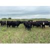 Image 7 : Bob McLeod - 1025# August Grass Heifers - 57 Head (Miniota, MB)