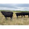Image 8 : Bob McLeod - 1025# August Grass Heifers - 57 Head (Miniota, MB)
