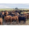 Image 5 : Cornerglen Ranching - 1000# October Grass Heifers - 120 Head (Crestomere, AB)