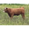 Image 5 : JOJ Cattle Co. - 650# Steer Calves - 135 Head (Marwayne, AB)