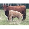 Image 6 : JOJ Cattle Co. - 650# Steer Calves - 135 Head (Marwayne, AB)