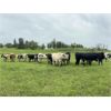 Image 3 : J & K Ruzicka/Patrick Cattle Co. - 1025# August Grass Steers - 215 Head (Viking, AB)
