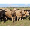 Image 2 : Hidden Creek Farms Ltd. - 995# Sept/Oct Grass Steers - 74 Head (Fort Qu'Appelle, SK)