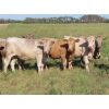 Image 3 : Hidden Creek Farms Ltd. - 995# Sept/Oct Grass Steers - 74 Head (Fort Qu'Appelle, SK)
