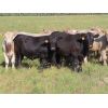 Image 4 : Hidden Creek Farms Ltd. - 995# Sept/Oct Grass Steers - 74 Head (Fort Qu'Appelle, SK)